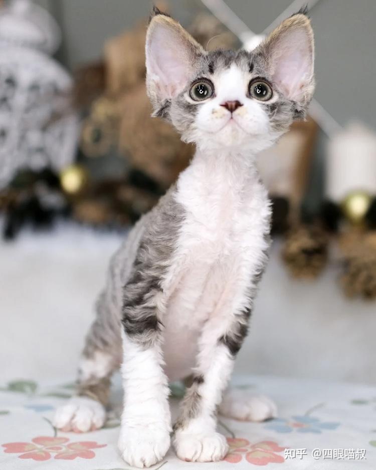 德文猫这只品相如何