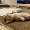 顾南风