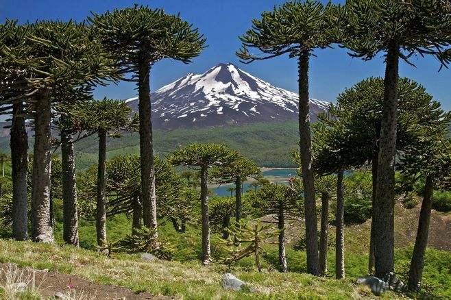 南半球特有常绿针叶植物——智利南洋杉