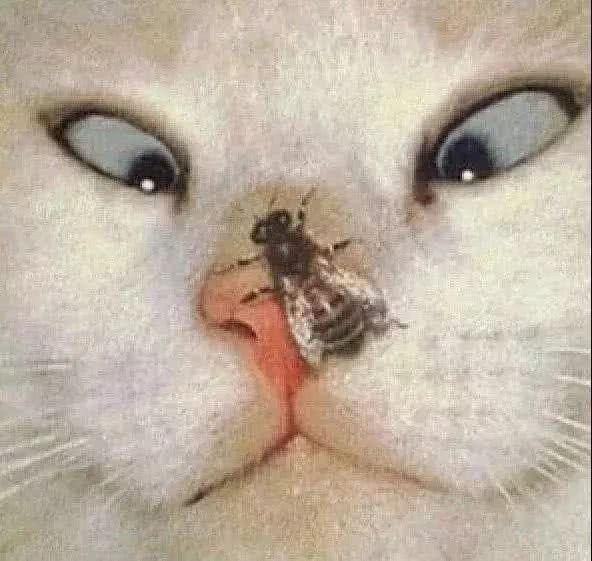 有没有什么让人一看就觉得这个人有病的头像?