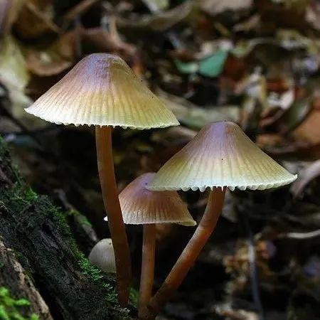 【真菌界全系列-34】伞菌目—小菇科 - 知乎