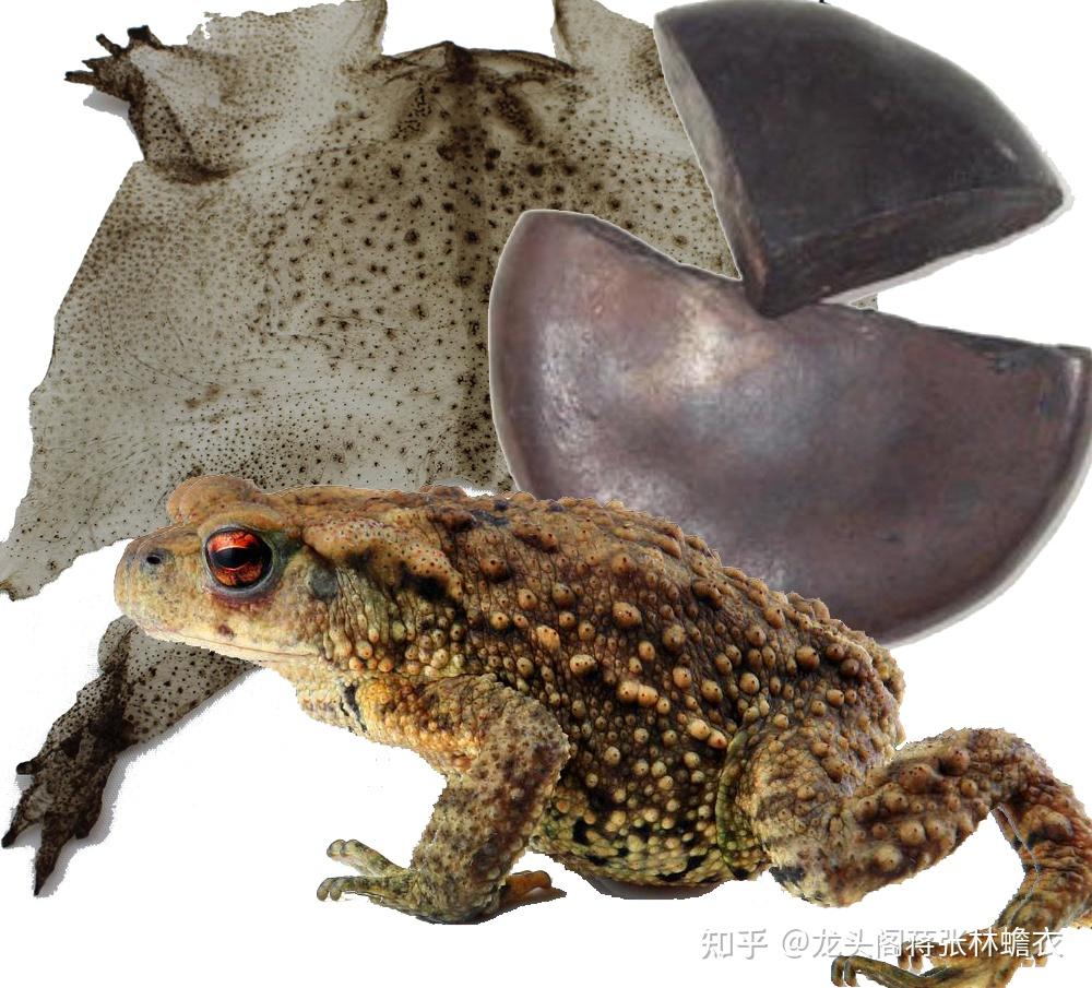 蟾蜍养殖有前景吗? - 知乎