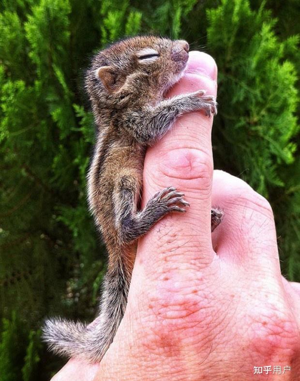 如何评价名校风暴卡尔拉