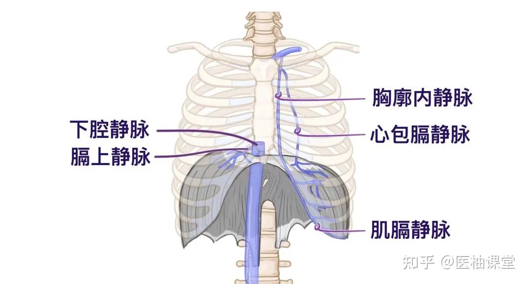 人体解剖学基础:膈肌 - 知乎