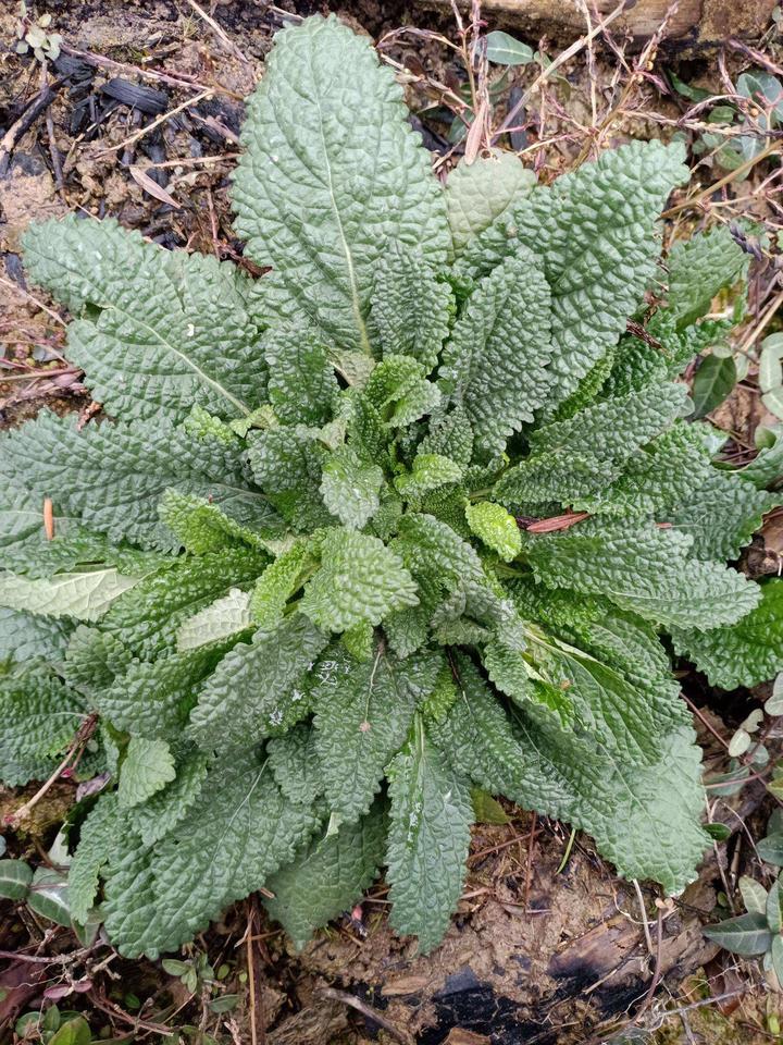 赤龙牙野菜图片图片