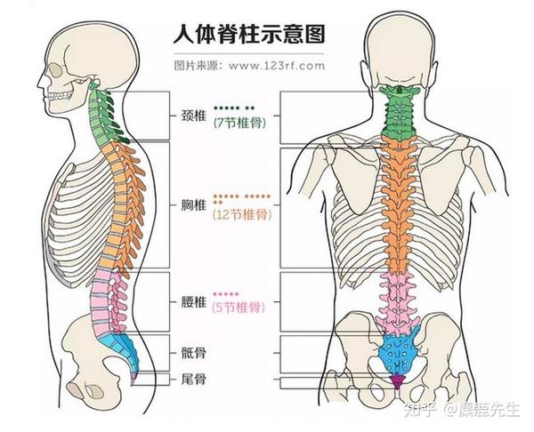 身体脖子部位图解图片