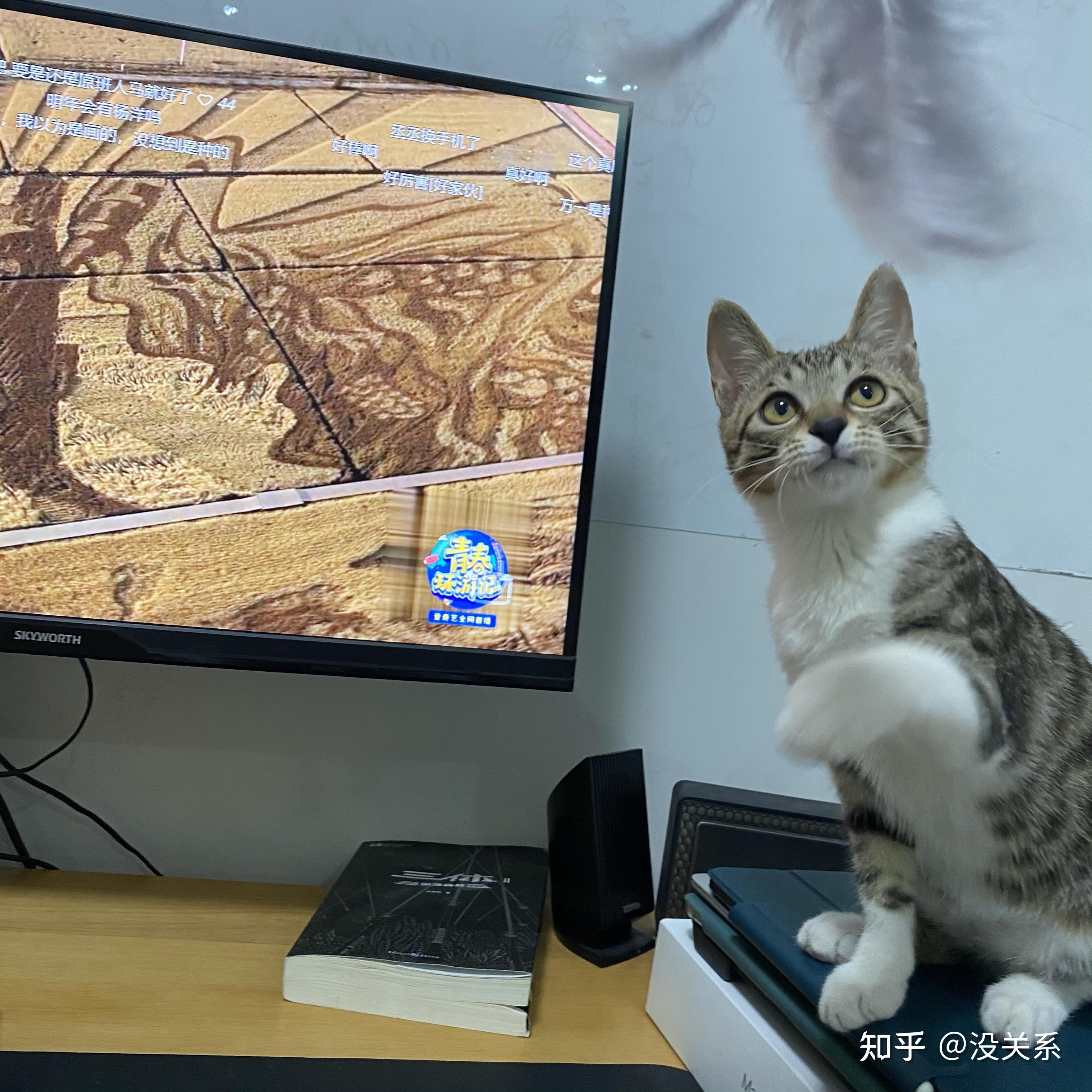请问我这只白围巾白手套的小猫是狸花猫吗?自己走进店里的. - 知乎