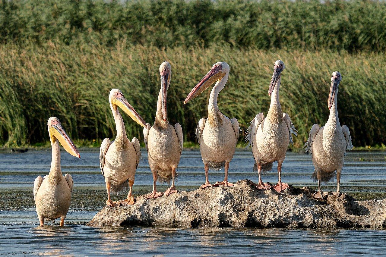 3. 翠菊养护要点