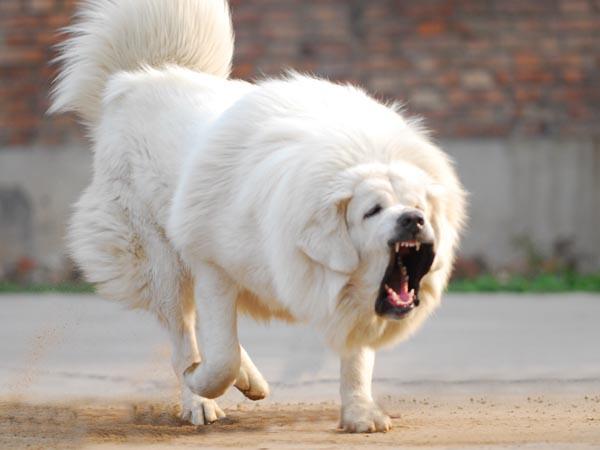 雪獒?大白熊犬?差点以为自己养了头狮子! - 知乎