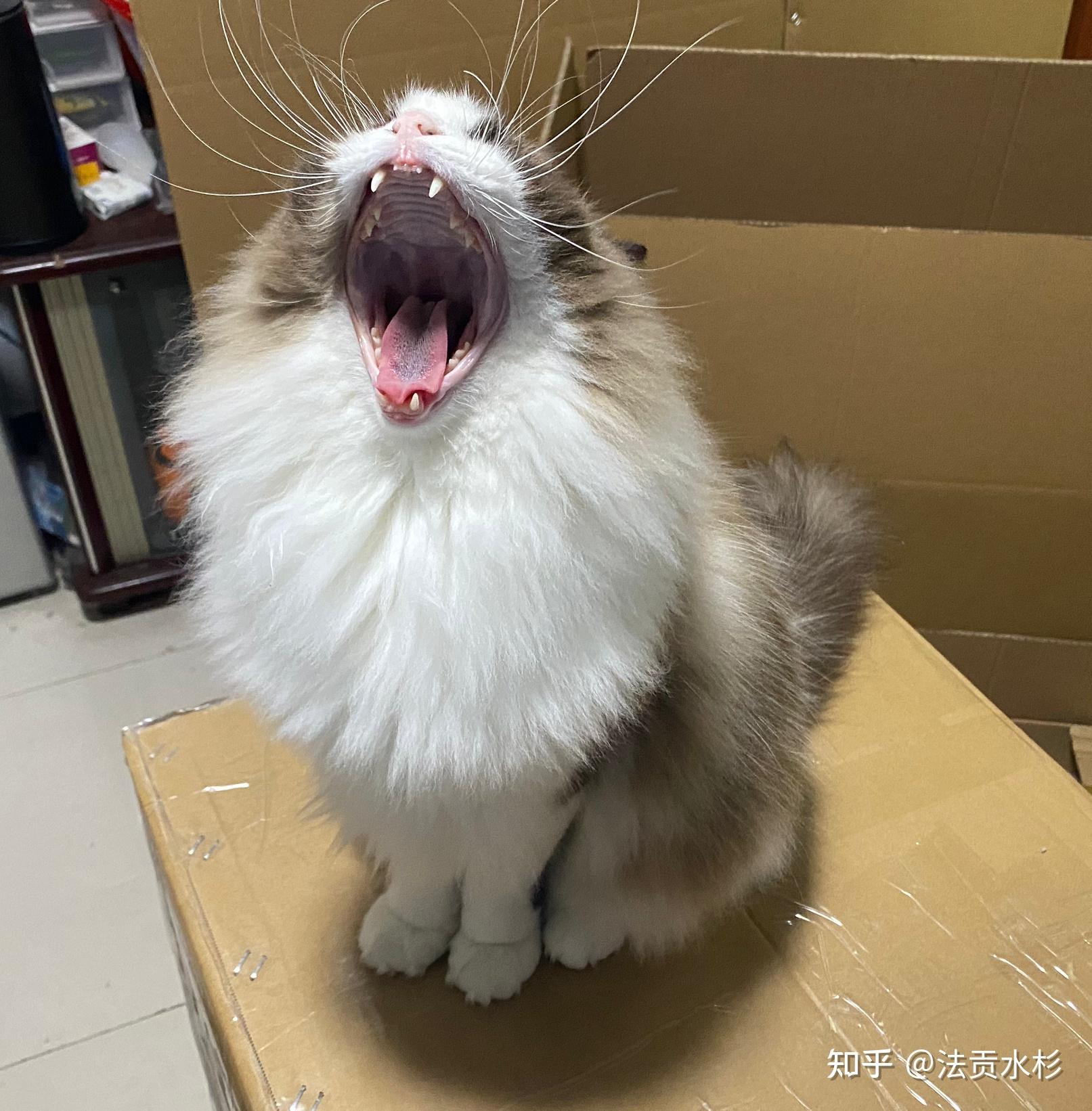 带猫开长途车搬家,在车上的时候该怎么做? - 知乎