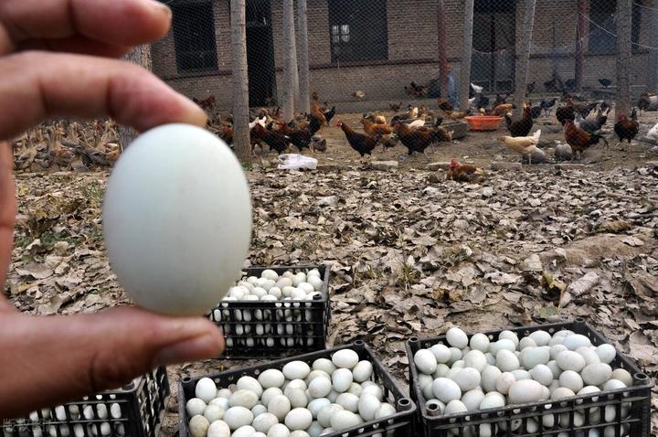 下蛋母鸭突然死亡什么原因?