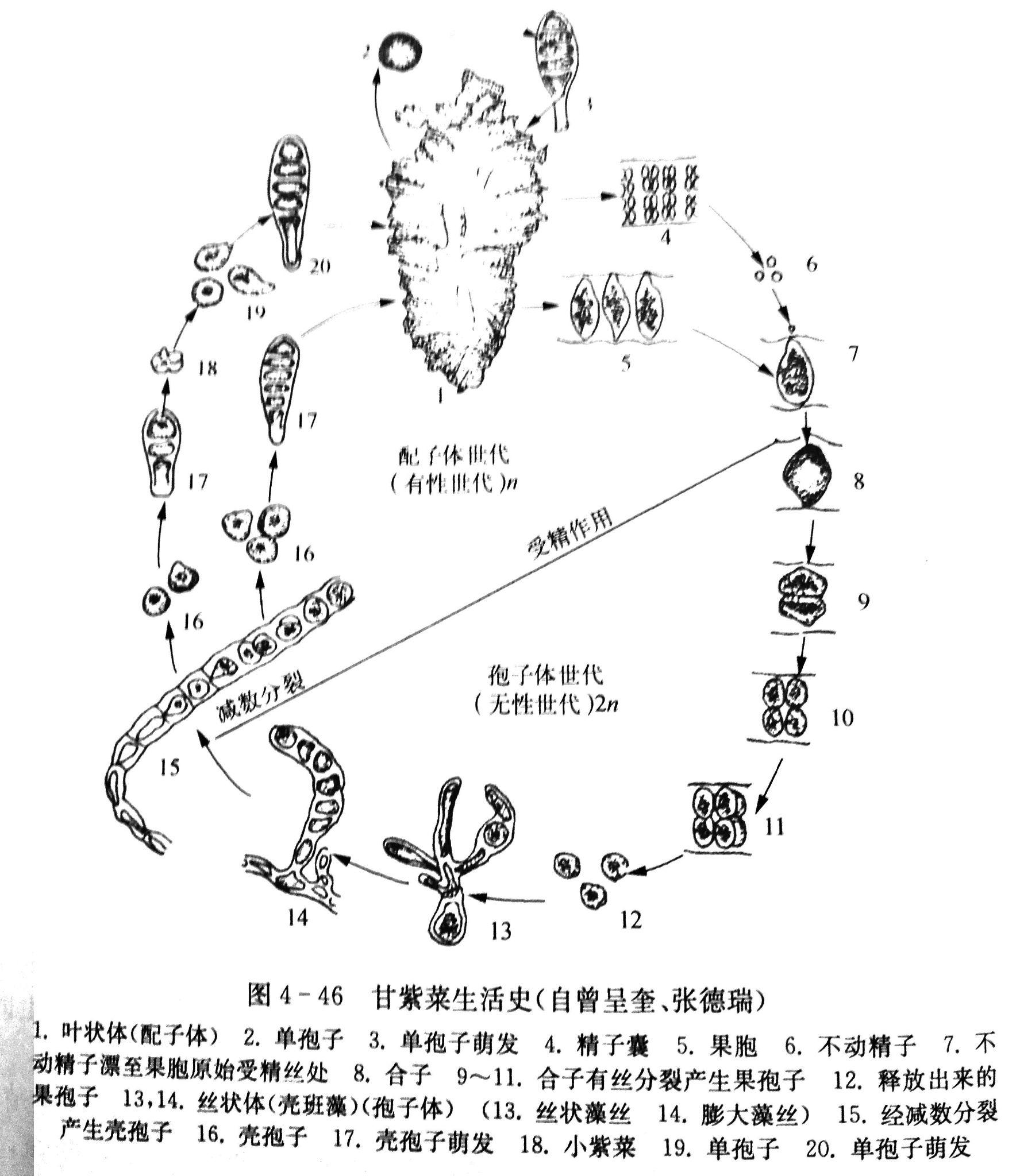 紫菜生活史中有世代交替现象吗