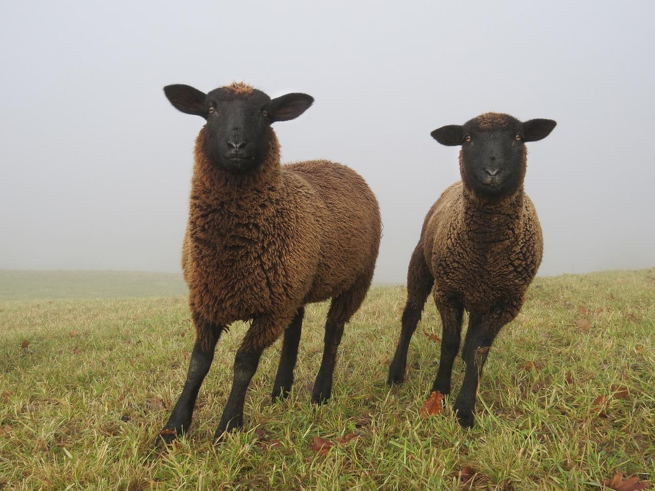 腊月多少搞卫生