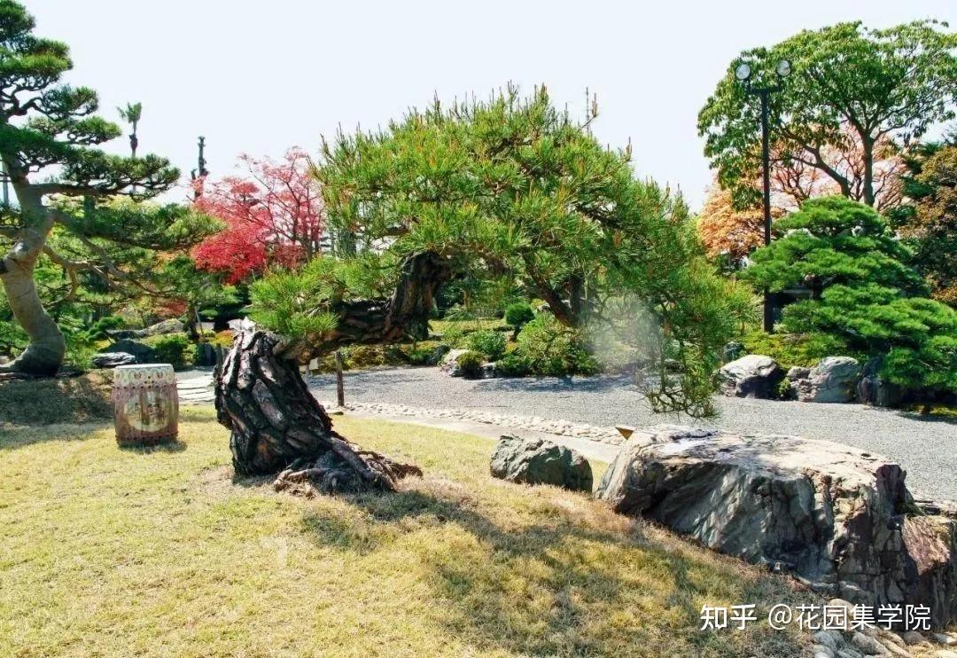 日式庭院该配什么植物？怎么配？看这里~ - 知乎