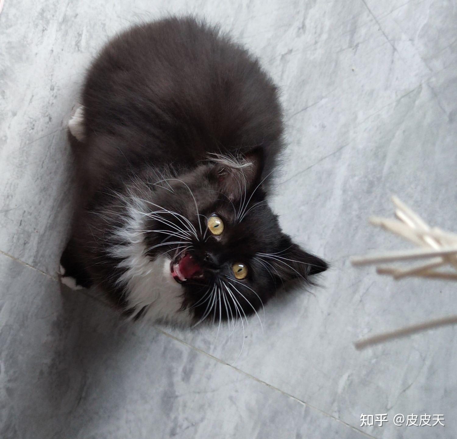 请问这只长毛黑白猫是什么品种?