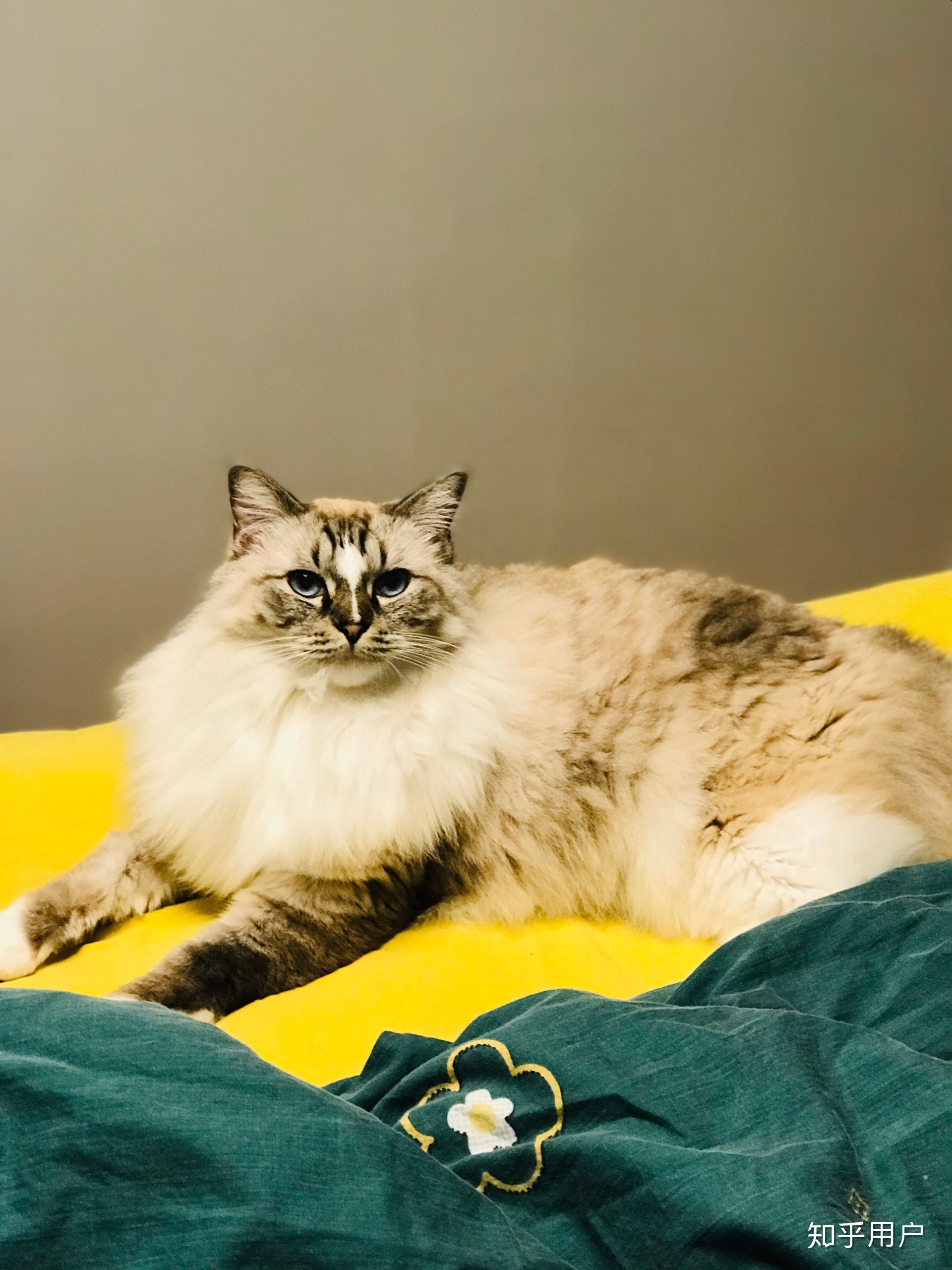 体型庞大的缅因猫,会不会欺负家里原有的布偶猫? - 知乎