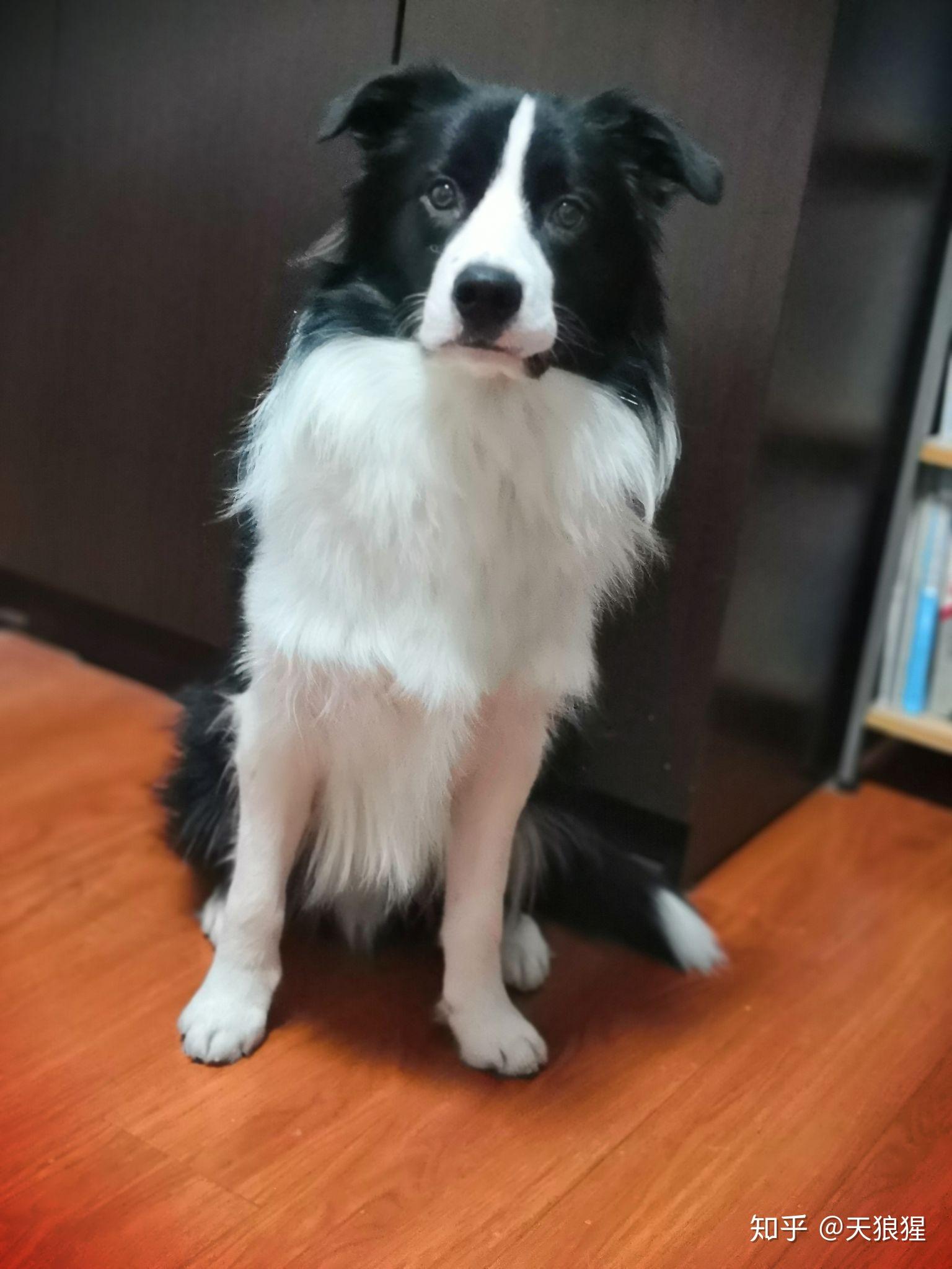 边牧成年标准体重大约是多少