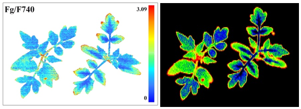 植物的多光谱荧光成像与高光谱荧光成像有何区别呢？ - 知乎