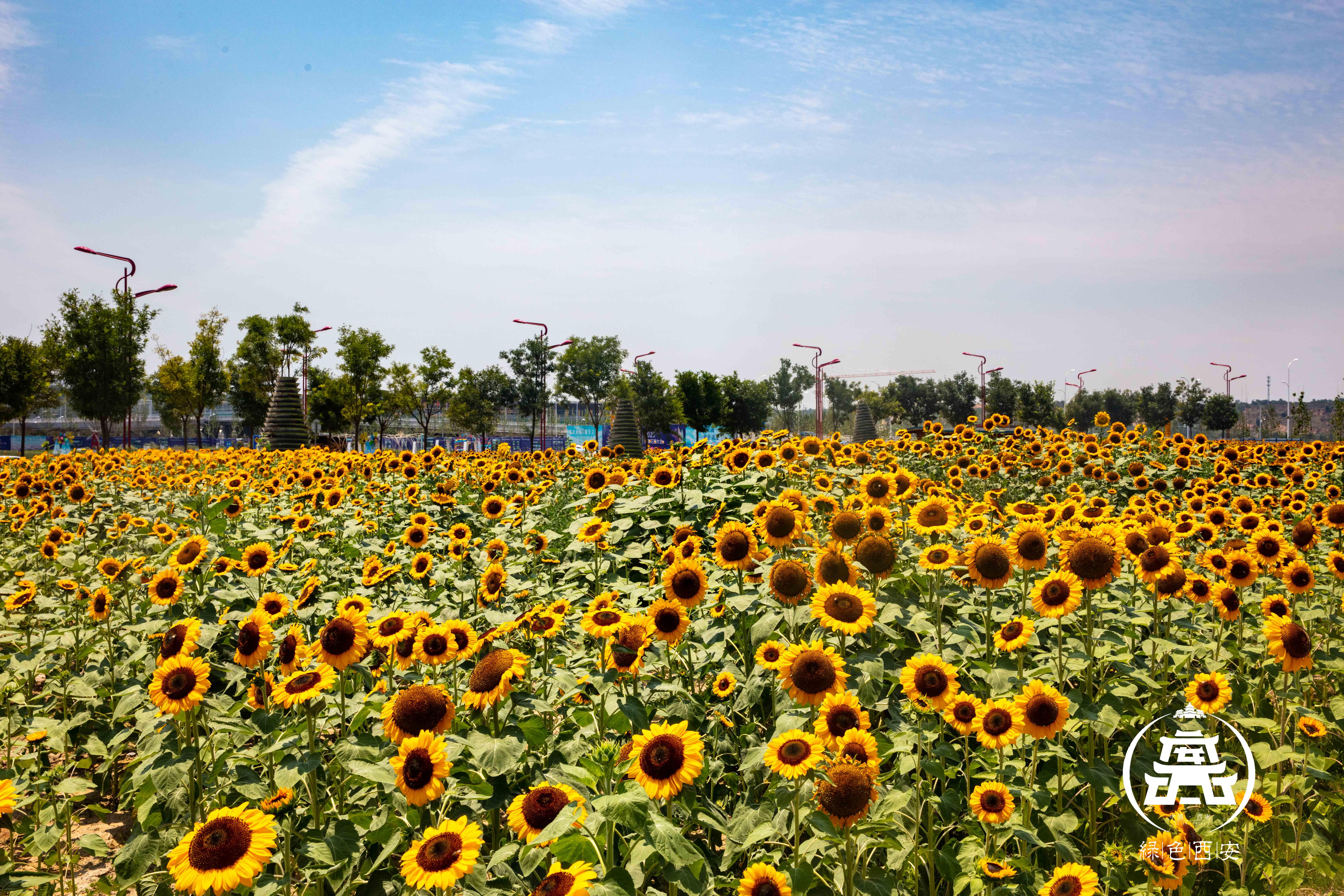趁它要火,快喊朋友来泾河花海打卡
