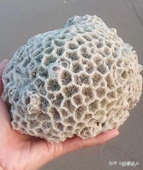 上百万的珊瑚化石图图片