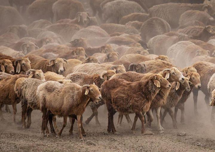据说全国只有百分之三的人吃过这种羊阿勒泰大尾羊
