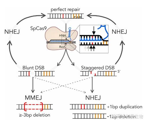如何选择最佳gRNA?基于MMEJ修复特征优化CRISPR-Cas9的HDR编辑 - 知乎