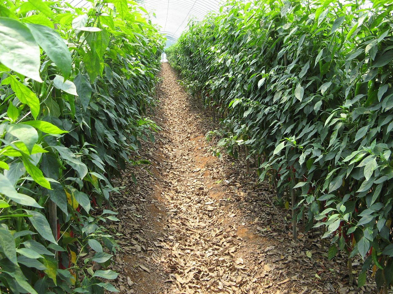 4. 土壤杀菌粉剂