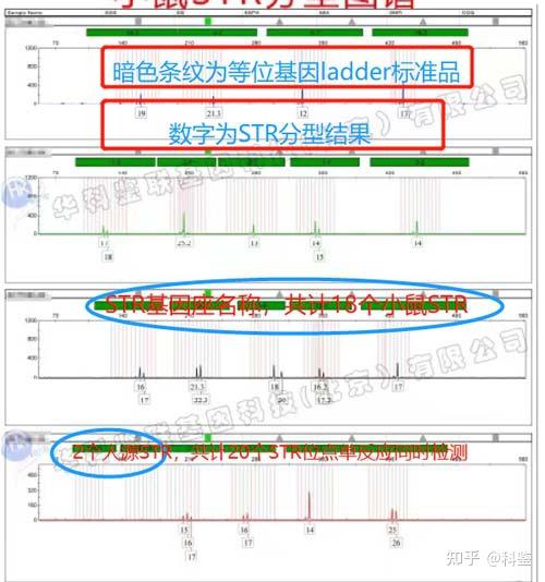 小鼠细胞STR鉴定的检测问题及误区 - 知乎