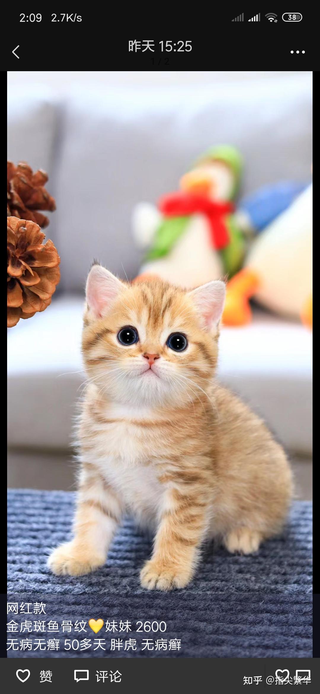 帮我看下这个彩金渐层怎么样800值不值