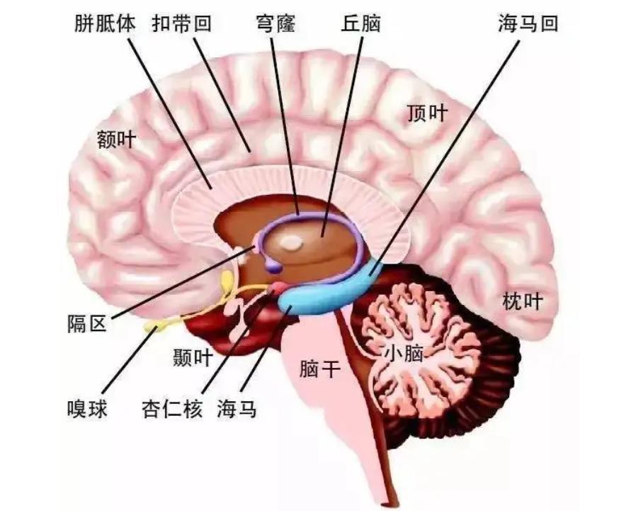 杏仁核活动和人的大脑是什么关系? - 知乎