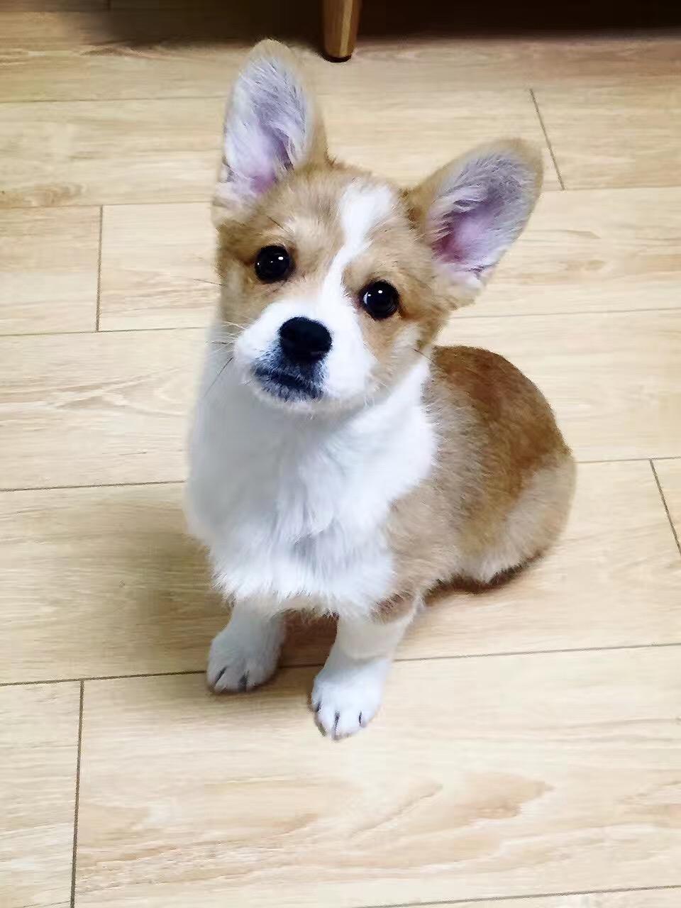 请问柯基串串长大后的样子? - 知乎