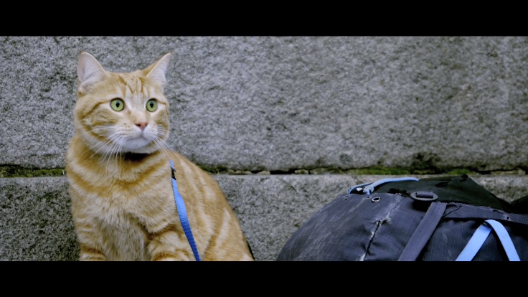 如何评价电影流浪猫鲍勃astreetcatnamedbob