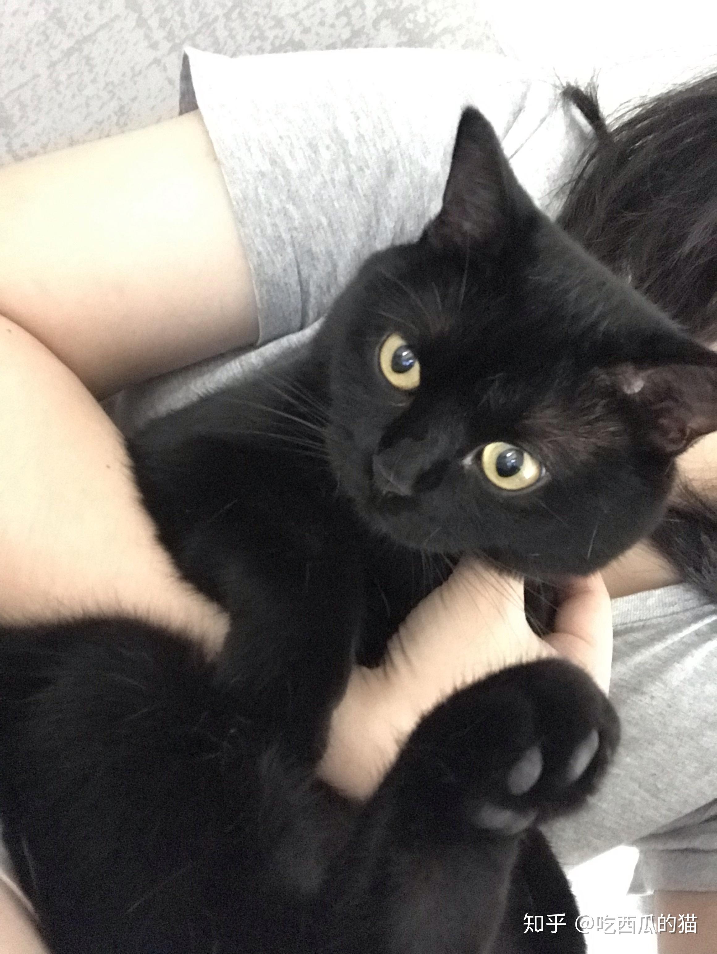 美短没有纯黑色的吗