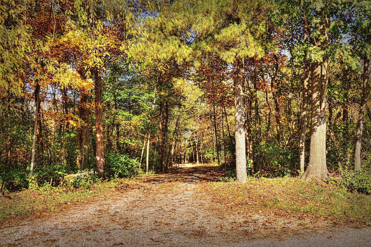 秋叶飘舞的公园角落