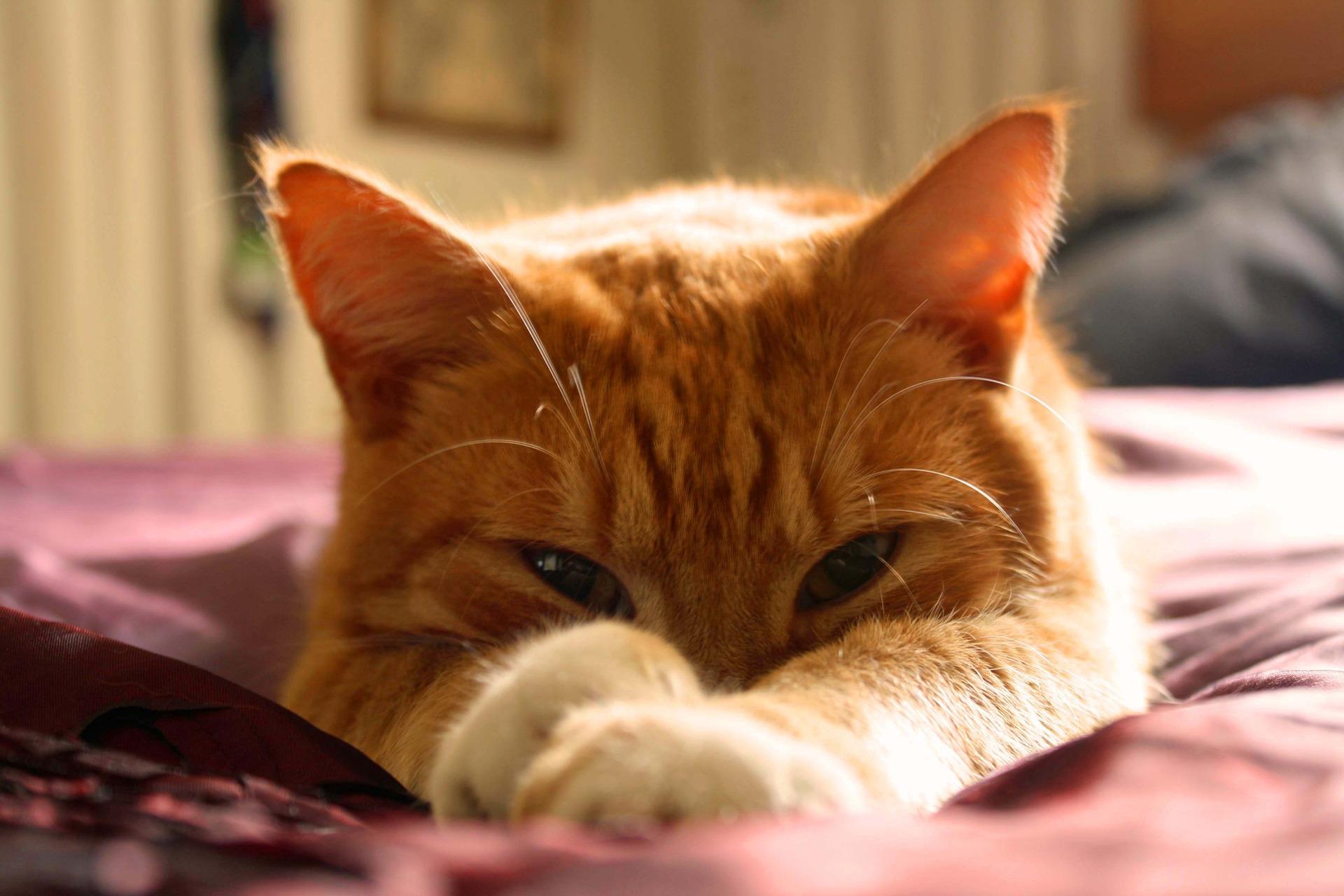 养猫的人睡得更好 天猫国际go猫粮出现严重问题 猫奴真的气到睡不着 知乎 养猫的人睡得更好 天猫国际go猫粮出现严重问题 猫奴真的气到睡不着 知乎