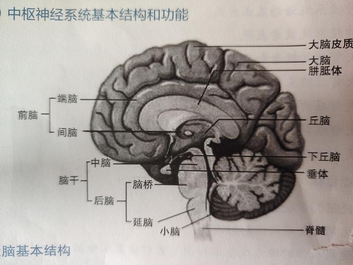 中枢神经系统(Central Nervous System, CNS)学习笔记 - 知乎