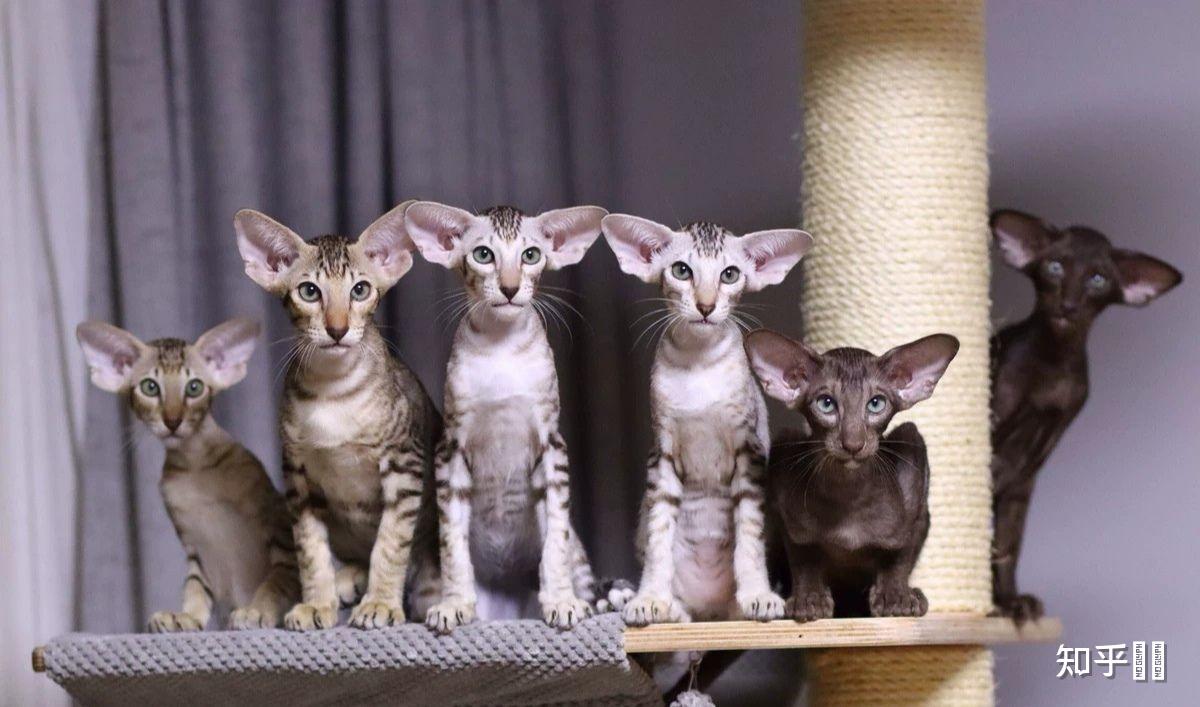 有哪些大耳朵的猫品种?