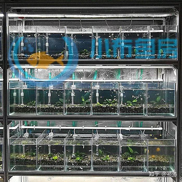 孔雀鱼系统缸怎么做