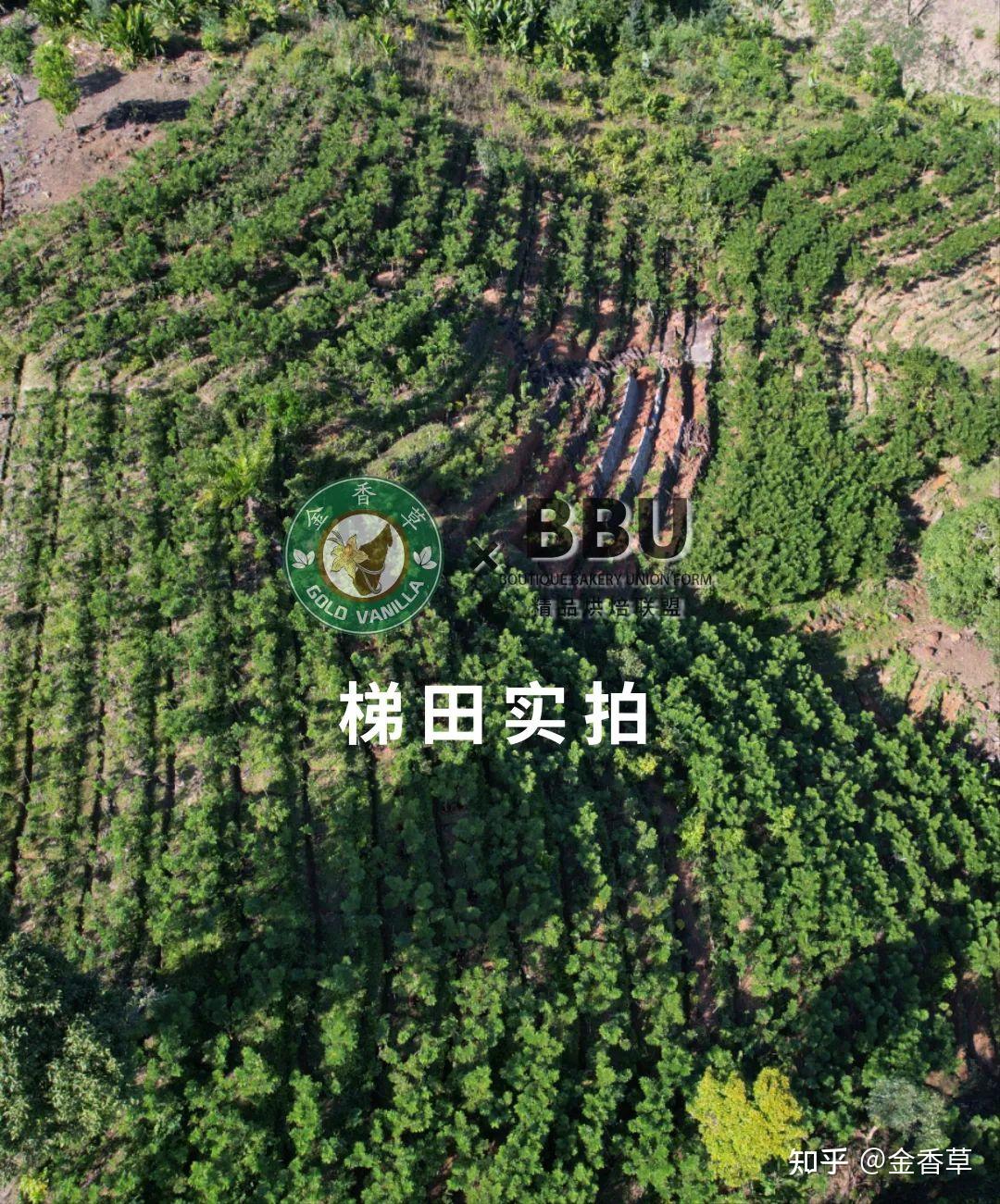 中国香草荚种植基地图片