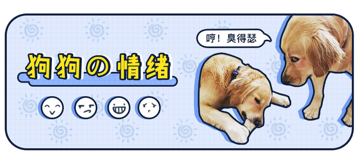 狗干坏事后真的有罪恶感吗?其实都是骗你的! - 知乎
