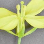 为何世界上缺少像生菜、高丽菜、白菜这类叶片比较大的叶类蔬菜？
