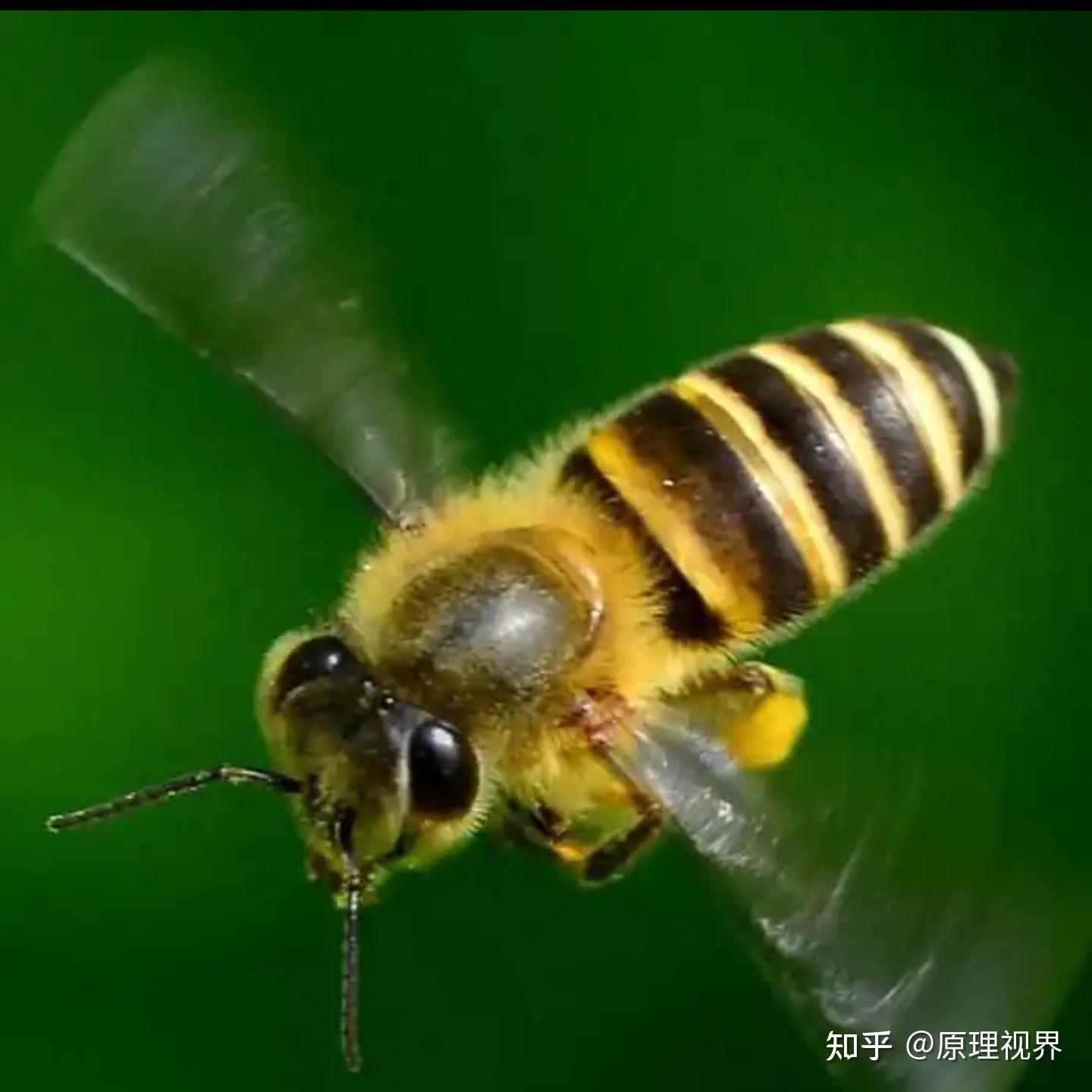 为什么蜜蜂的针连着肠子它的生物学意义是什么