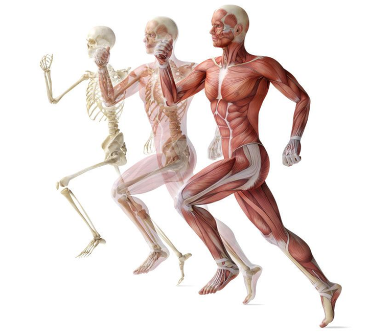 第1课:解剖学姿势,方位术语与人体的轴和面 - 知乎