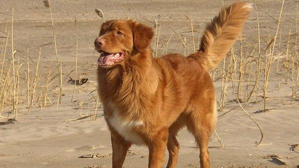 nzpap宠友社交宠物百科新斯科舍猎鸭寻猎犬