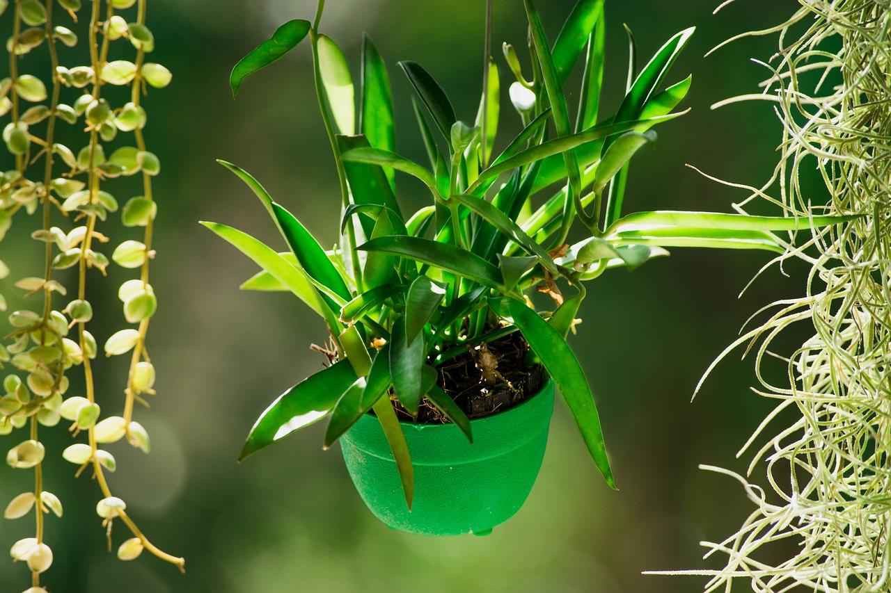 虎皮兰怎么变绿