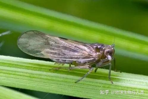 【动物界全系列】稻虱科—凹距飞虱族(三):鼓面飞虱 - 知乎