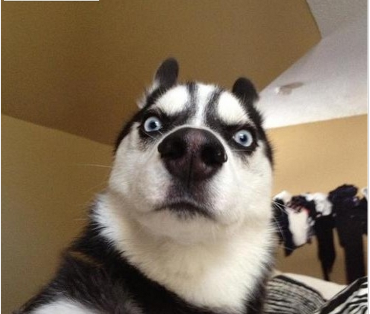 我经常和我家猫说话,是不是有精神病? - 知乎