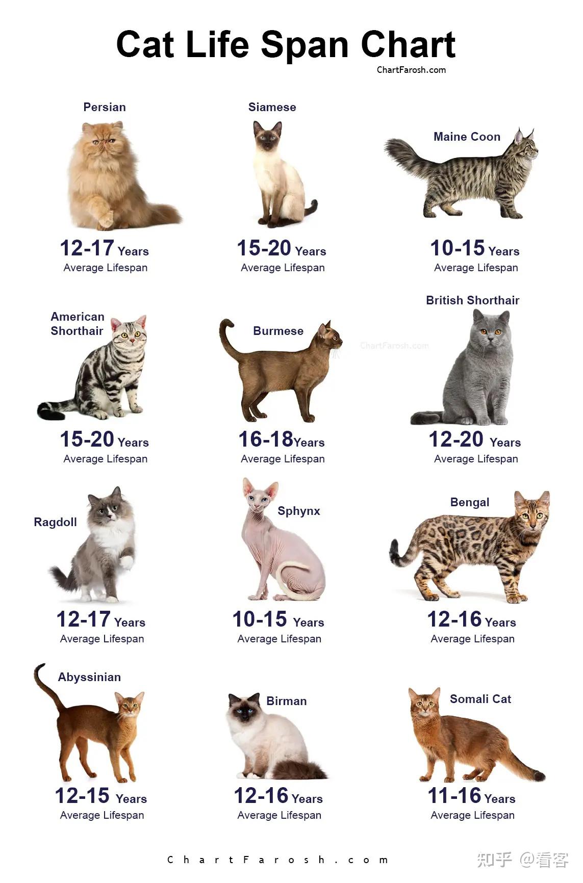 Umur Rata Rata Kucing 你家猫能活到20岁吗?绝育对猫寿命的影响,可能和你想的不一样 - 知乎