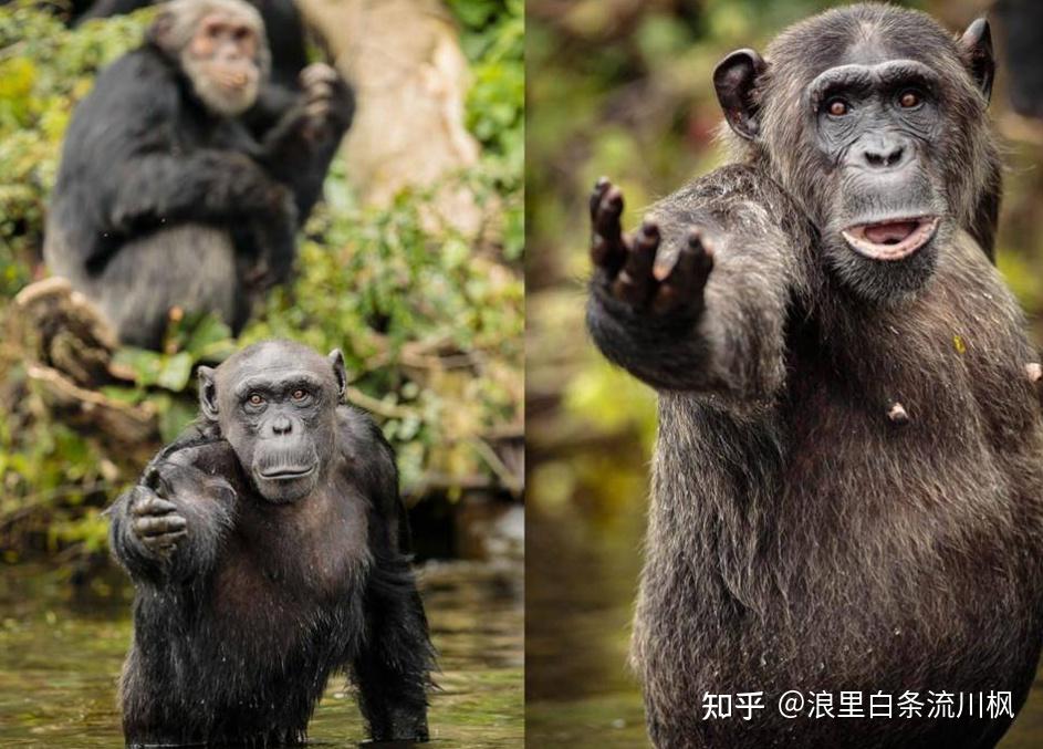 乌克兰宣布大反攻"暂停"这是几个意思?