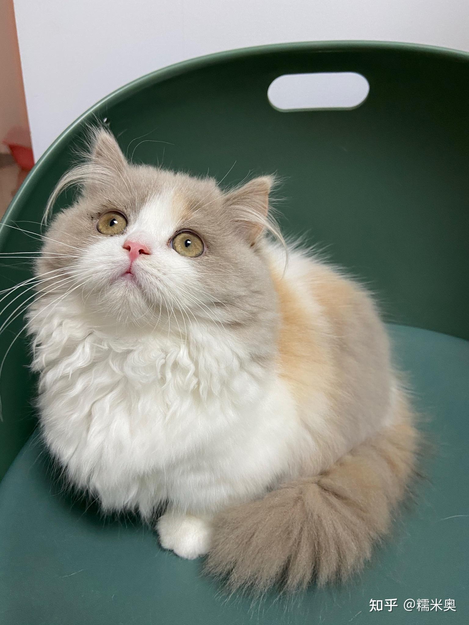 大家的米努特猫都是在哪里买的呀可以给个靠谱一点的国内猫舍建议吗